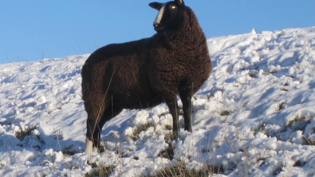 Ram 2 copy.jpg