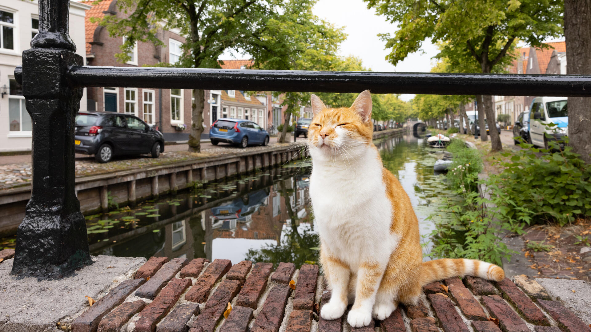 kat bij gracht