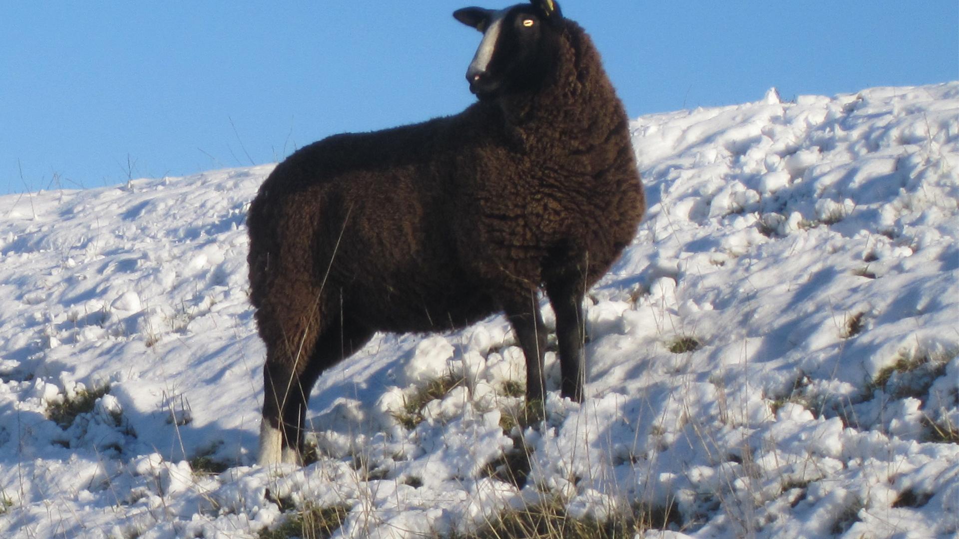 Ram 2 copy.jpg